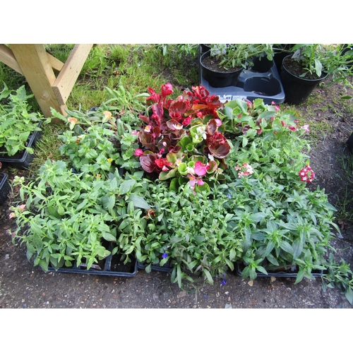 3076 - A quantity of mixed Bedding Plants