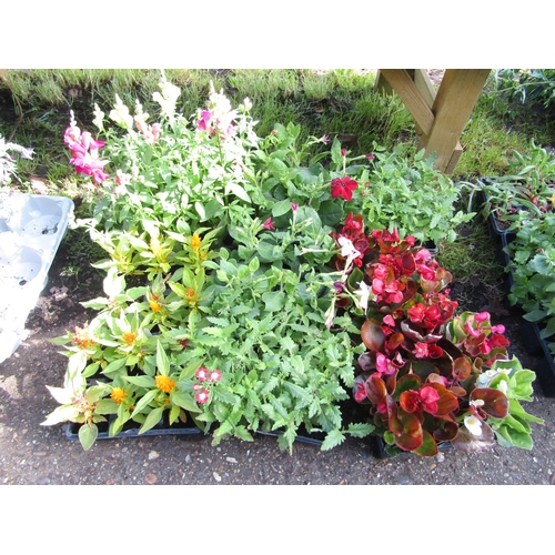 3077 - A quantity of mixed Bedding Plants