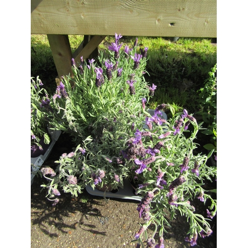 3078 - 4 Lavender Stoechas