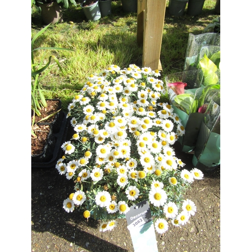 3082 - 9 Argyranthemum