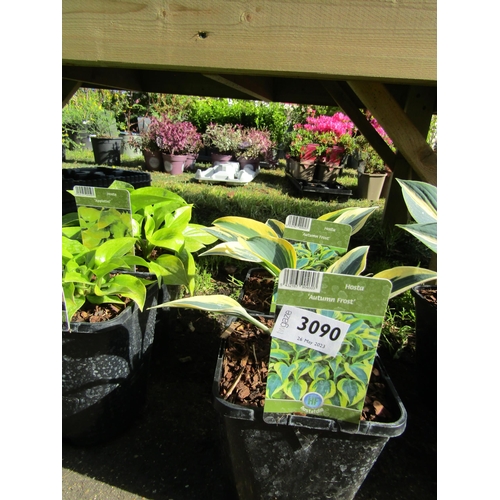 3090 - 2 Hosta 