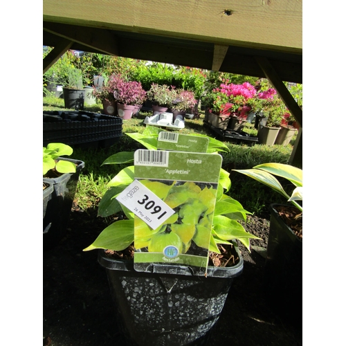 3091 - 2 Hosta 