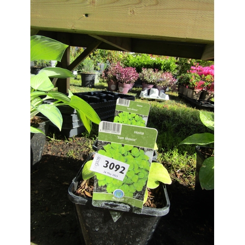 3092 - 2 Hosta 