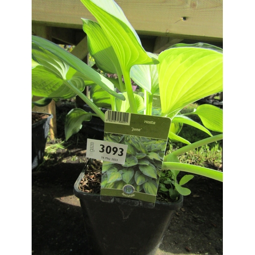 3093 - 2 Hosta 