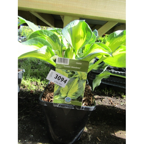 3094 - 2 Hosta 