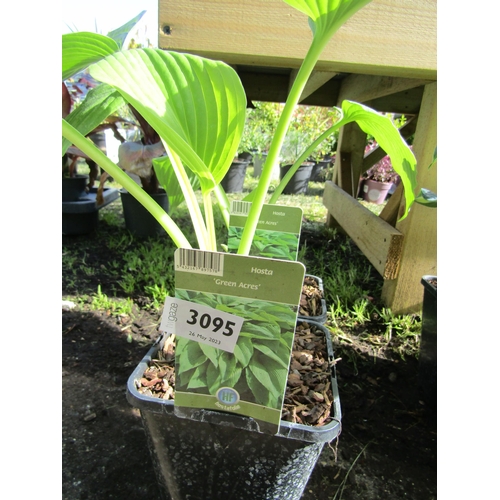 3095 - 2 Hosta 