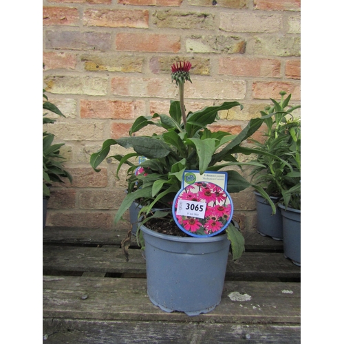 3065 - 3 Echinacea 