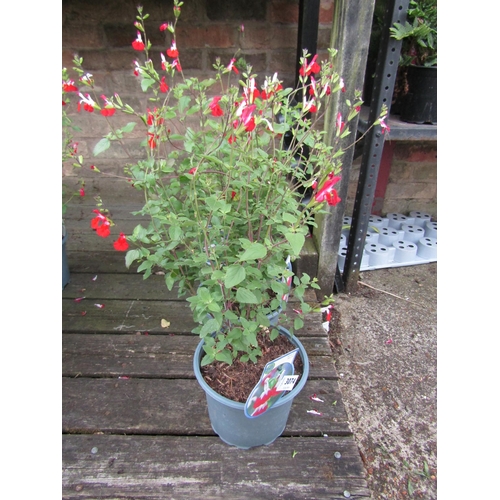 3074 - 3 Salvia 