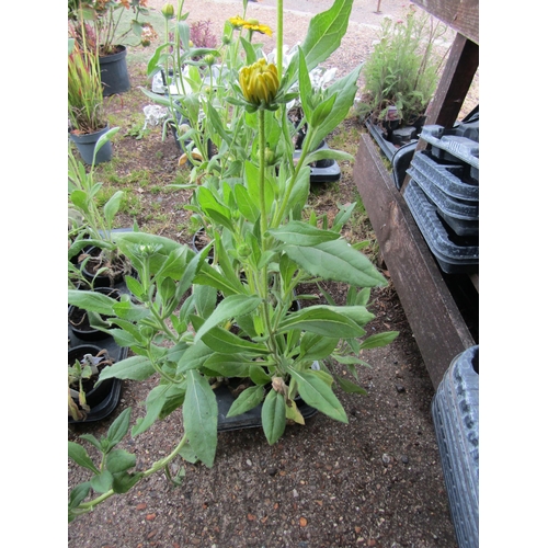 3085 - 6 Rudbeckia 