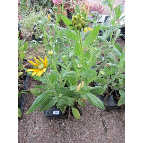 3087 - 6 Rudbeckia 