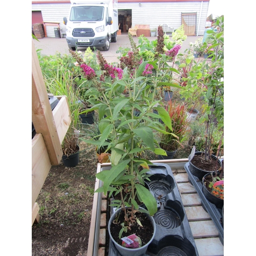 3094 - 3 Buddleja 