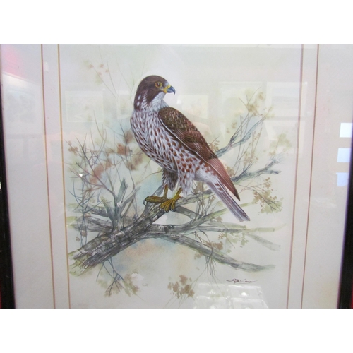 4065 - A framed and glazed watercolour of a Hawk on branches. Indistinctly signed lower right. Image size 3... 