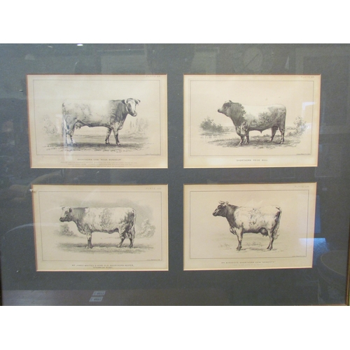 4088 - Four prints of cattle by lithographer Julius Bien & Co., framed as one, together with an etching of ... 