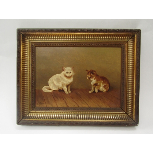 7136 - S. HOPES: Early 20th Century oil on canvas depicting white cat and brown and white kitten on wooden ... 