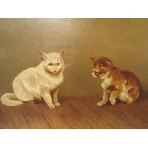 7136 - S. HOPES: Early 20th Century oil on canvas depicting white cat and brown and white kitten on wooden ... 