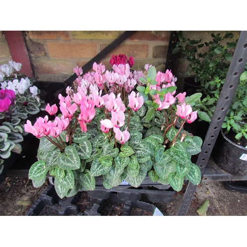 3061 - 10 mini Cyclamen