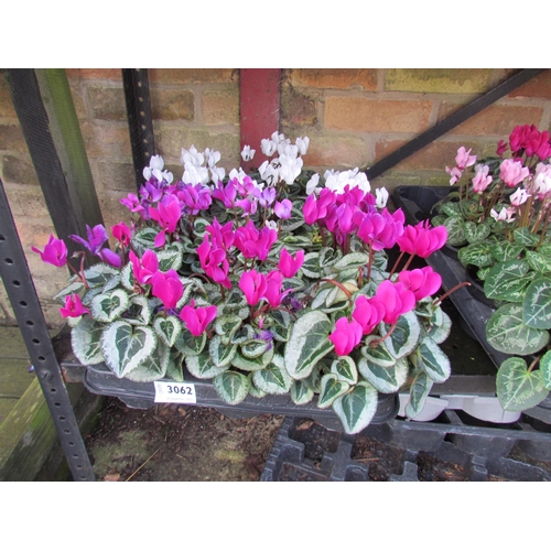 3062 - 10 mini Cyclamen