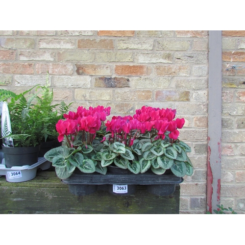 3063 - 10 mini Cyclamen