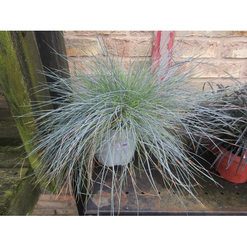 3062 - A Festuca Grass Intense Blue