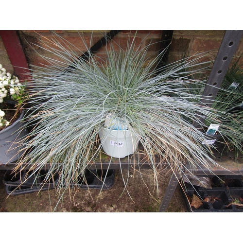 3063 - A Festuca Grass Intense Blue