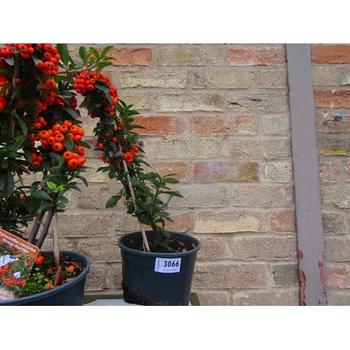 3066 - A Pyracantha Orange Star