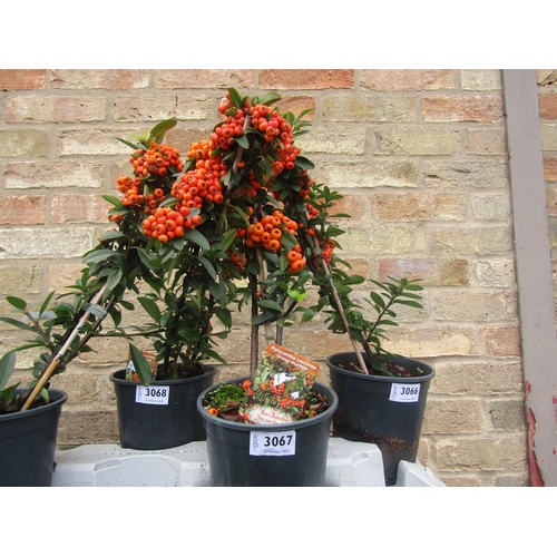 3067 - A Pyracantha Orange Star