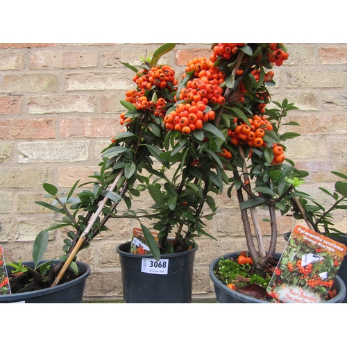 3068 - A Pyracantha Orange Star