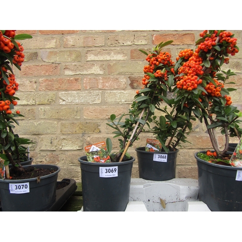 3069 - A Pyracantha Orange Star