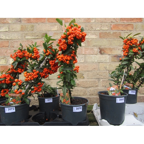 3070 - A Pyracantha Orange Star