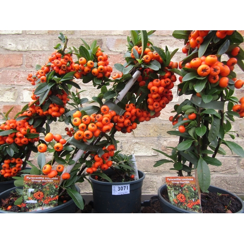 3071 - A Pyracantha Orange Star