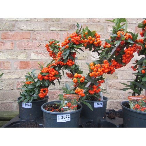 3072 - A Pyracantha Orange Star