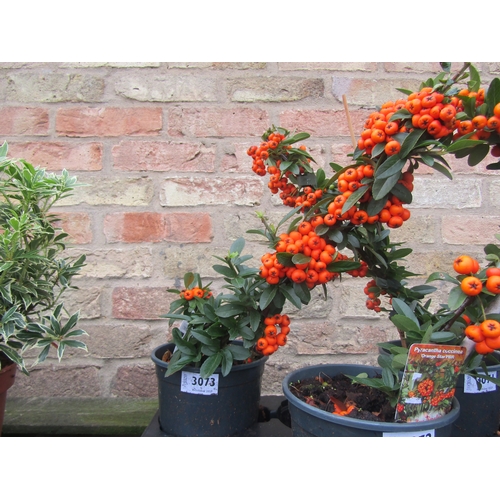 3073 - A Pyracantha Orange Star