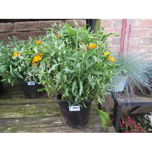 3091 - 20 Persian Carpet Wallflowers