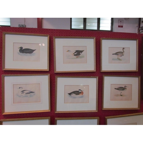 1059 - A quantity of framed and glazed bookplates depicting waterfowl including Eider Duck, Surf Scoter, et... 