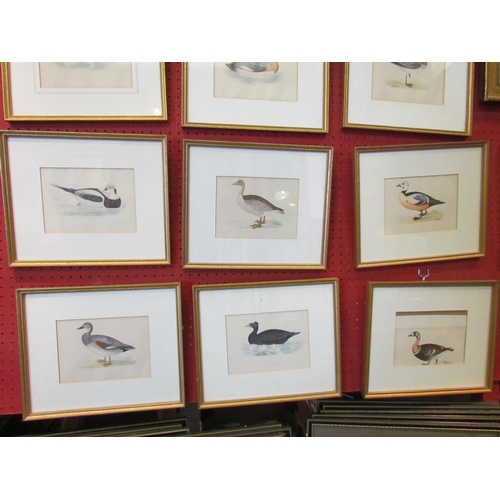 1059 - A quantity of framed and glazed bookplates depicting waterfowl including Eider Duck, Surf Scoter, et... 