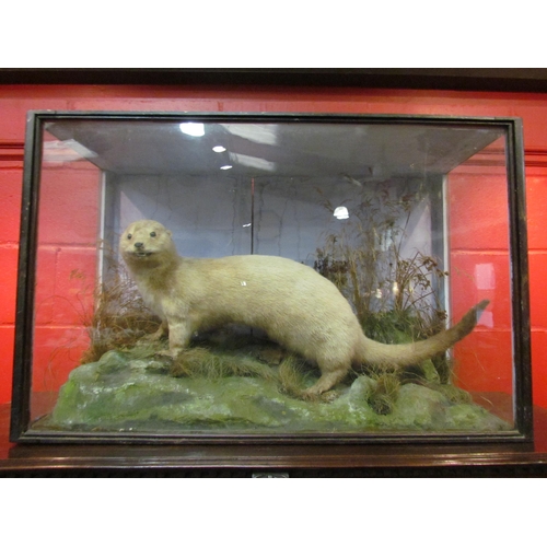 4128 - A cased taxidermy Otter in naturalistic setting, 95.5cm width, 37cm depth, 61.5cm height