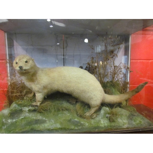 4128 - A cased taxidermy Otter in naturalistic setting, 95.5cm width, 37cm depth, 61.5cm height