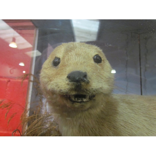 4128 - A cased taxidermy Otter in naturalistic setting, 95.5cm width, 37cm depth, 61.5cm height