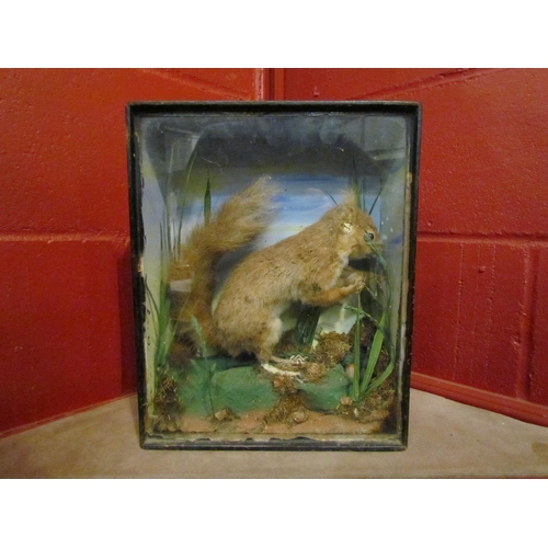 4136 - A cased taxidermy Red Squirrel in naturalistic setting, a/f.  25cm width, 11.5cm depth, 32.5cm heigh... 