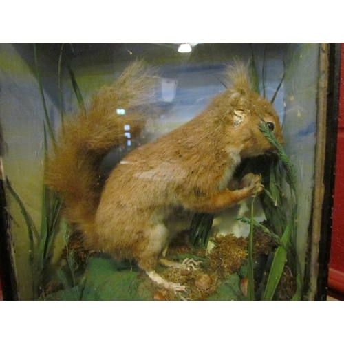 4136 - A cased taxidermy Red Squirrel in naturalistic setting, a/f.  25cm width, 11.5cm depth, 32.5cm heigh... 