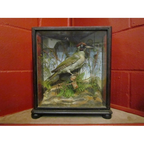 4140 - A cased taxidermy Woodpecker in naturalistic setting.  35.5cm width, 14cm depth, 39cm height