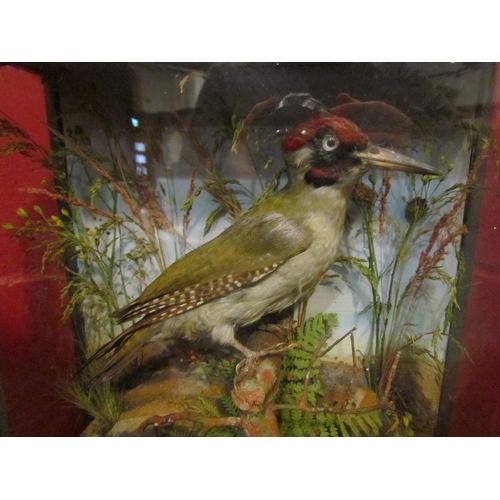 4140 - A cased taxidermy Woodpecker in naturalistic setting.  35.5cm width, 14cm depth, 39cm height