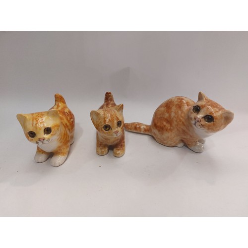 4098 - Three Winstanley ginger kittens