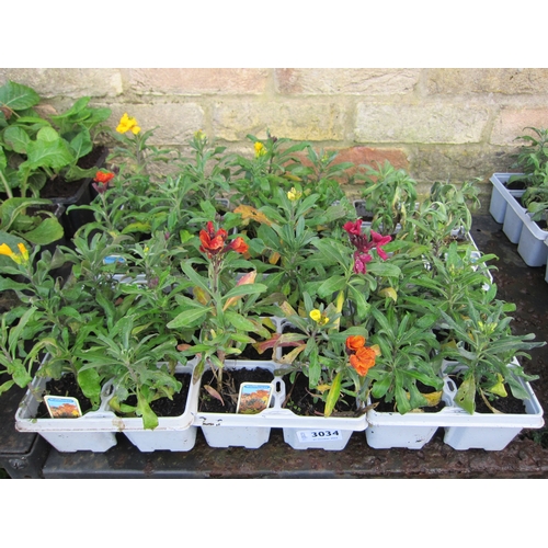 TW Gaze Auction Results Plants & Deadstock Sale