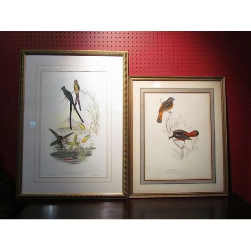 4056 - Two Gould prints of birds, both framed and glazed, 46cm x 28cm and 39cm x 30cm image sizes