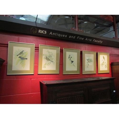 4127 - A set of five J. Gould prints of birds, framed and glazed, 37cm x 25cm image sizes