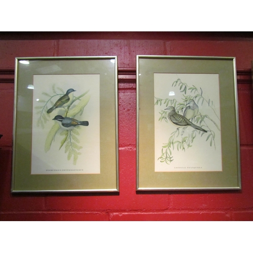 4127 - A set of five J. Gould prints of birds, framed and glazed, 37cm x 25cm image sizes