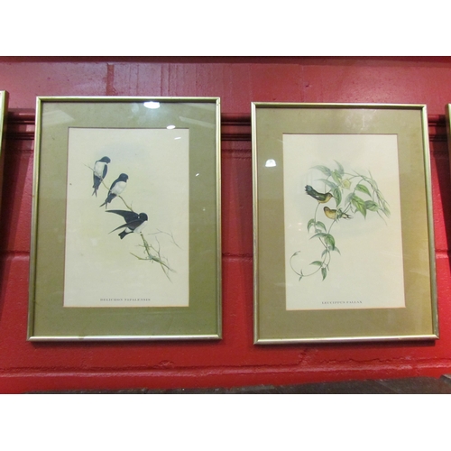 4127 - A set of five J. Gould prints of birds, framed and glazed, 37cm x 25cm image sizes