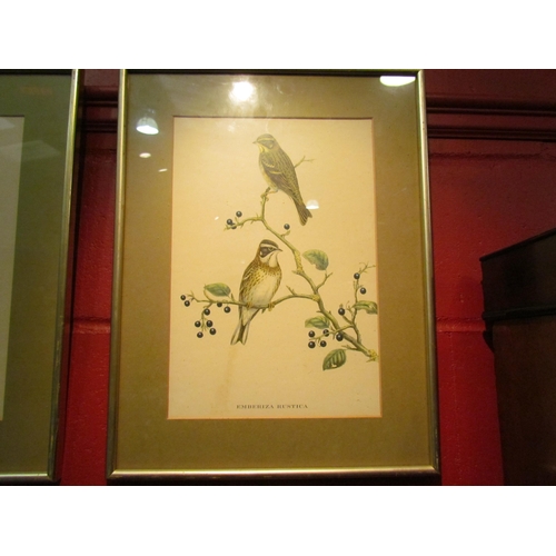 4127 - A set of five J. Gould prints of birds, framed and glazed, 37cm x 25cm image sizes