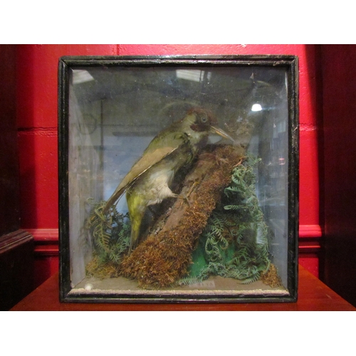 4128 - A Victorian cased taxidermy of a woodpecker on a branch, 31cm x 30cm x 15cm